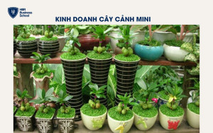 Kinh doanh cây cảnh mini