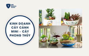 Kinh doanh cây cảnh mini – cây phong thủy