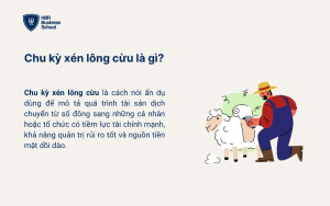 Chu kỳ xén lông cừu là gì?
